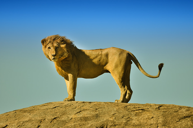 Banner image (780X520px)