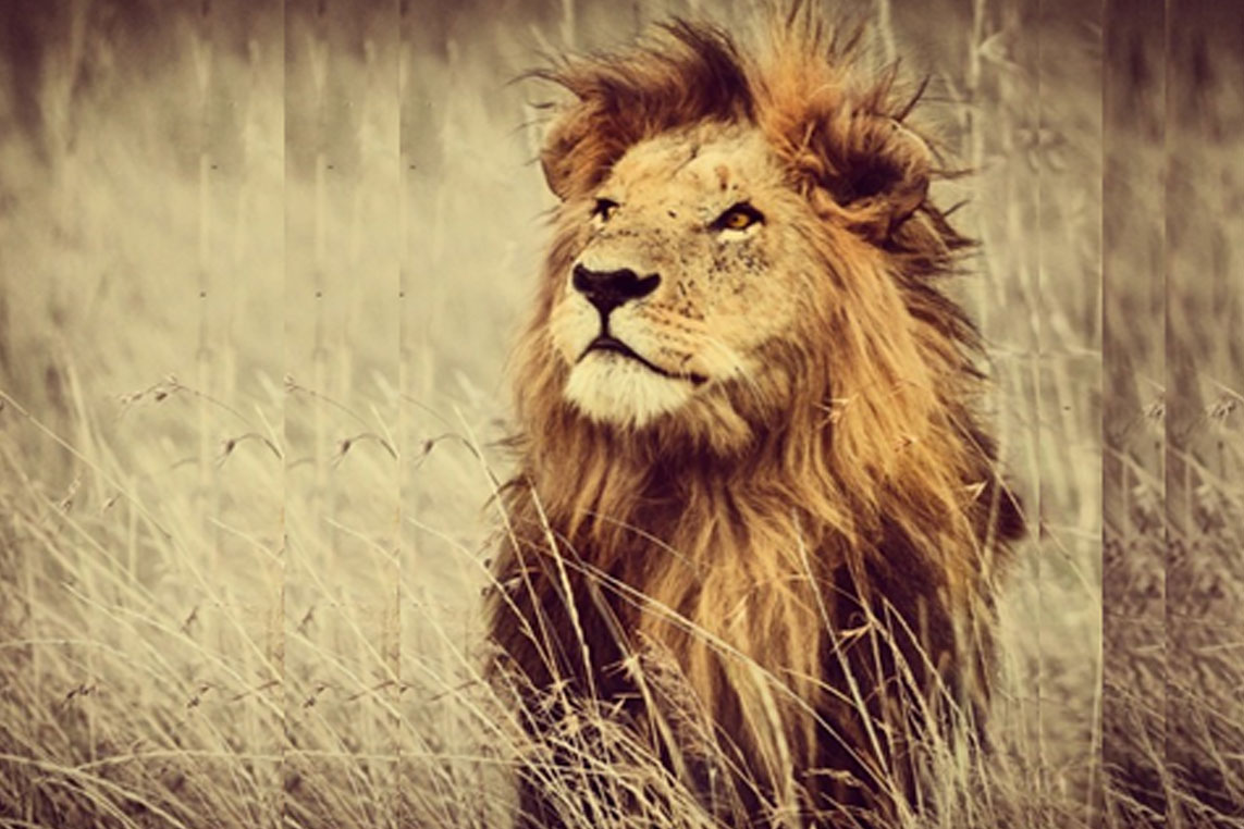 Header-1