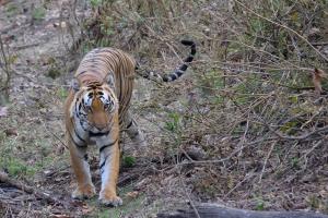 On the prowl....