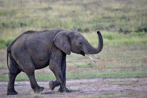 An elephant walk