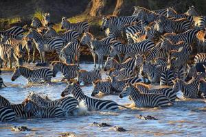 Zebra crossing