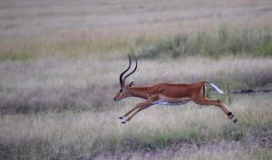 Taking the leap