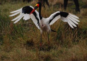 The saddle billed stork shows off its colours and wing span.