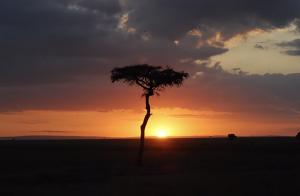 Sunrise over the Mara. Everything is suffused in a gentle  glow. 