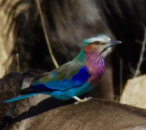 Violet throated roller. Hitching a ride on a wildebeest. 
